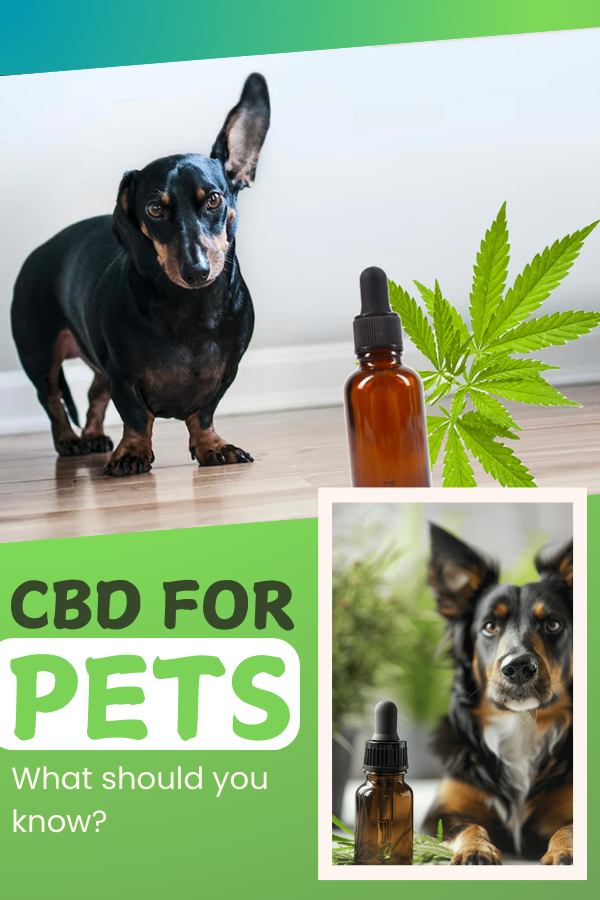 Everything You Need to Know About CBD for Pets