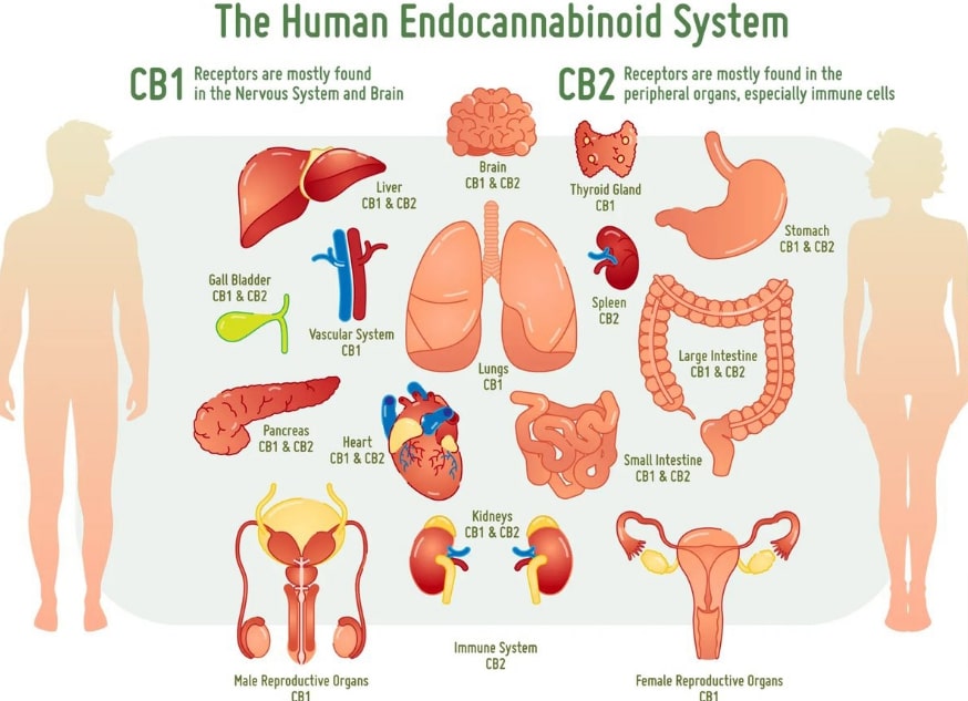 How cbd oil works in our body