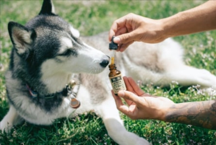 Buying CBD for Pets